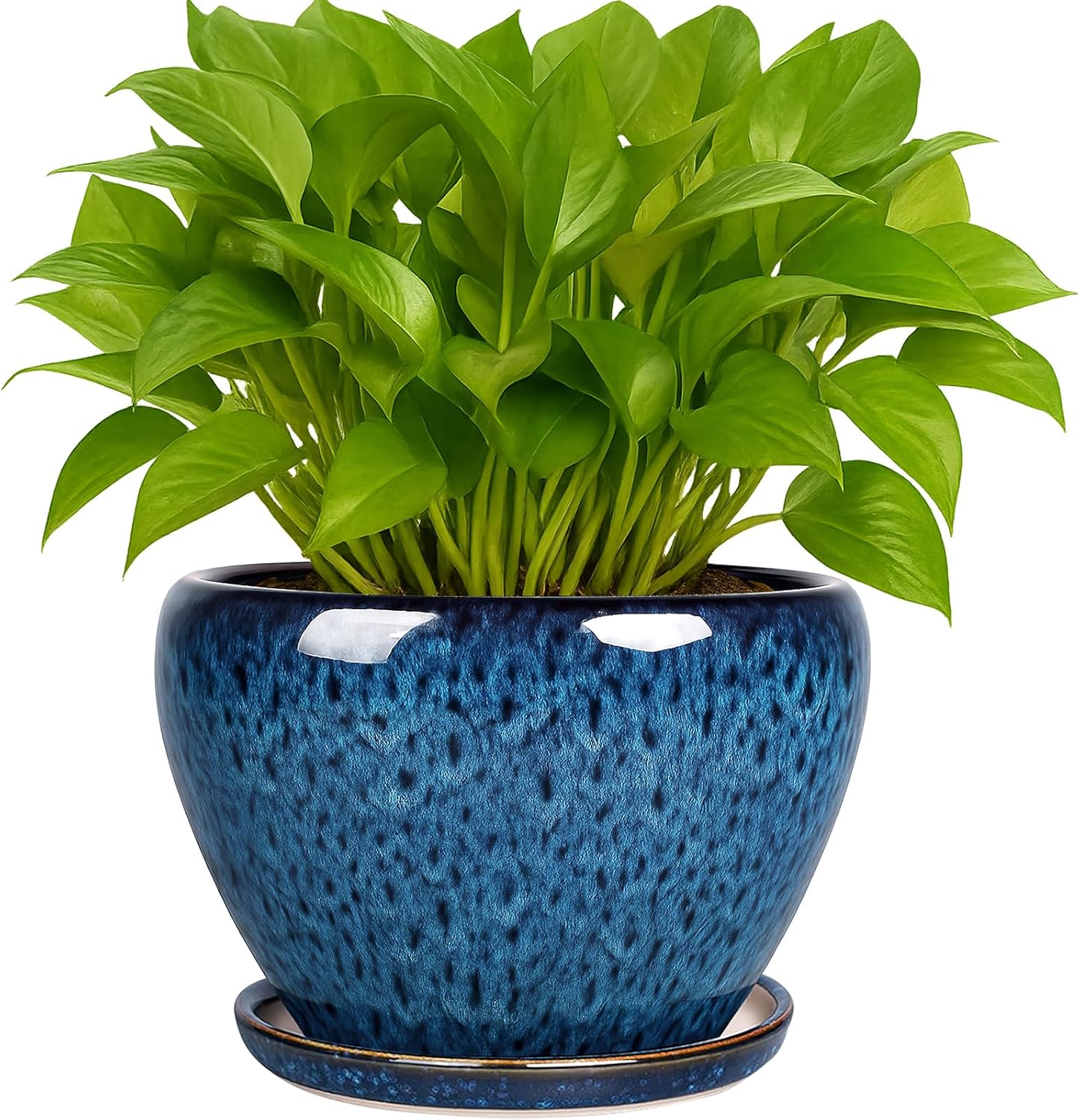 6 Inch Ceramic Plant Pot with  - Snake Plant Ceramic บทวิจารณ์และราคา