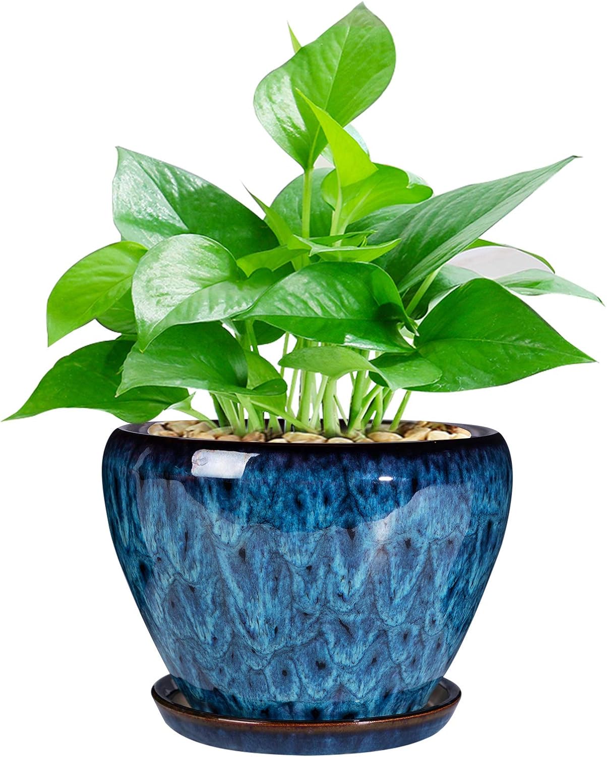 Ceramic Modern Glaze Succulent - Snake Plant Ceramic บทวิจารณ์และราคา